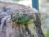 Tibicen linnei cicada female