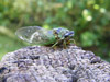 Tibicen linnei cicada female
