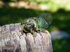 Tibicen linnei female