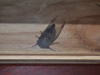Tibicen cicada from Scarborough, ME
