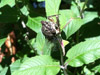 Adult tibicen cicada