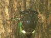 Tibicen australis female feeding