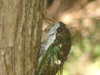 Tibicen australis cicada female