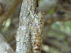 Neocicada heiroglyphica from Fort Meyers, FL