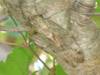 Female N. heiroglyphica cicada