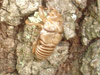 Neocicada heiroglyphica exuvia from Lehigh Acres, FL