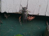 Adult tibicen canicularis cicada
