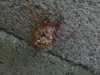 Cast cicada nymph skin