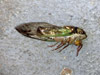 Tibicen cicada stung and paralyzed by cicada killer
