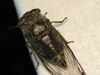 Female T. canicularis cicada