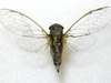 Adult Cicadetta calliope cicada