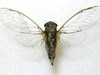 Cicadetta calliope