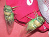 Tibicen tibicen Cicadas from Taylorville, IL