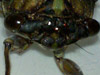 Closeup female Tibicen cicada