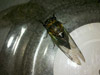 Female T.lyricen cicada