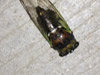 Adult Tibicen lyricen cicada