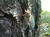 Cicadas tibicen lyricen